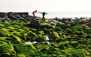 Mùa rêu xanh phủ kín bãi đá biển ở Việt Nam>