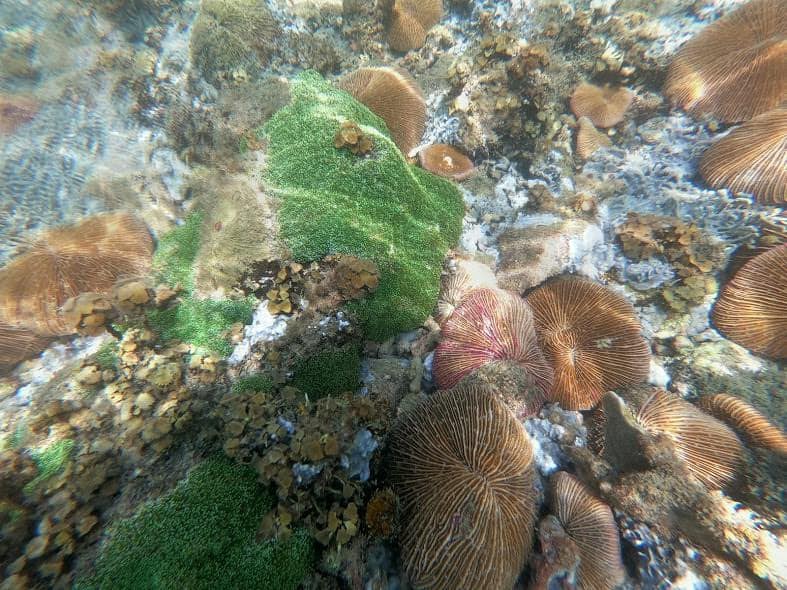 Thảm thực vật phong phú dưới đáy biển. Hình: Sưu tầm
