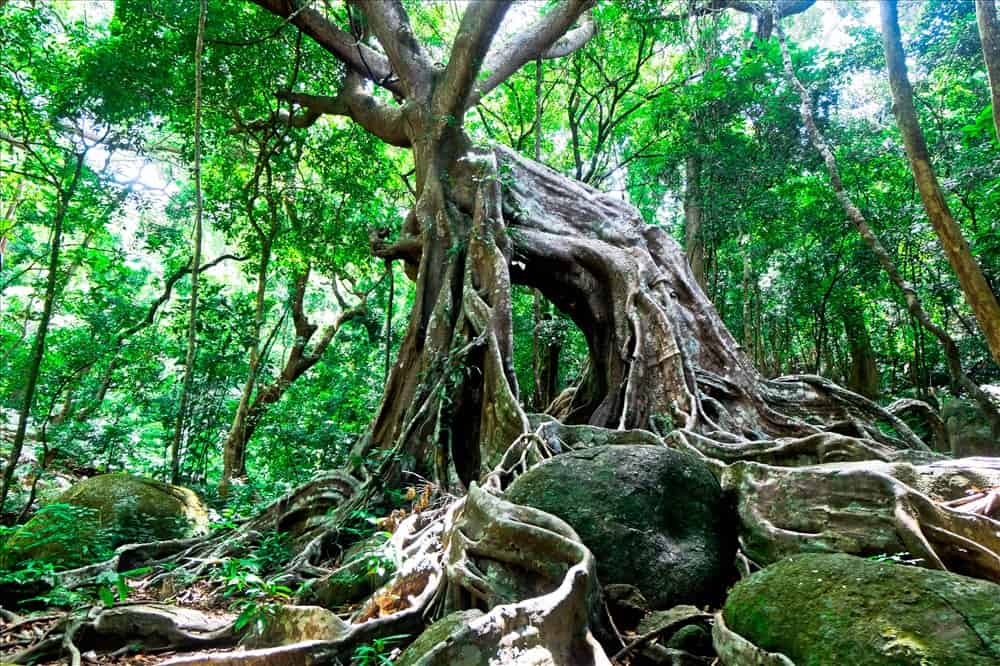 Cây đa ngàn năm tuổi địa điểm phượt thủ muốn chinh phục ở bán đảo Sơn Trà