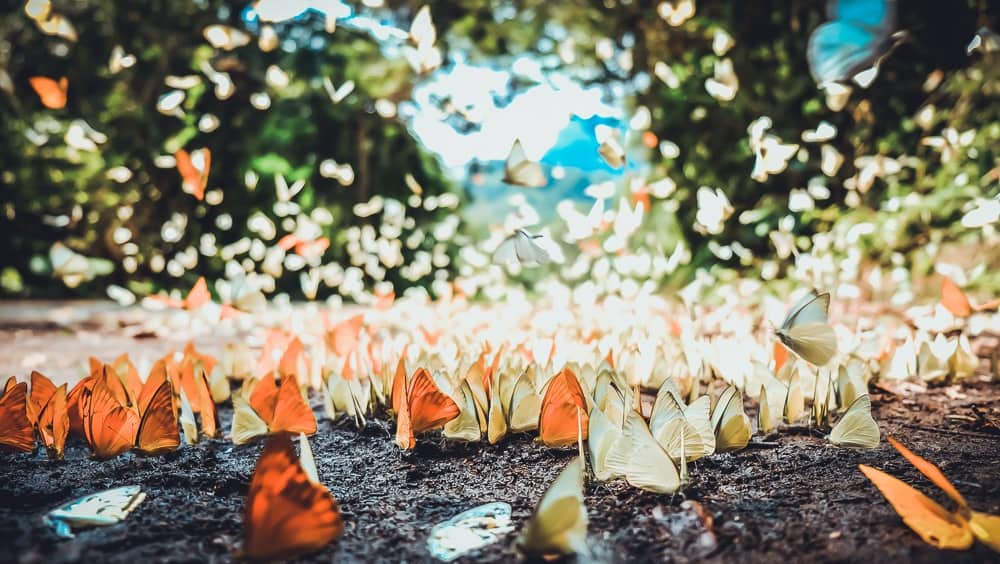 Lạc lối giữa cánh bướm đẹp ngỡ ngàng ở vườn quốc gia Cúc Phương