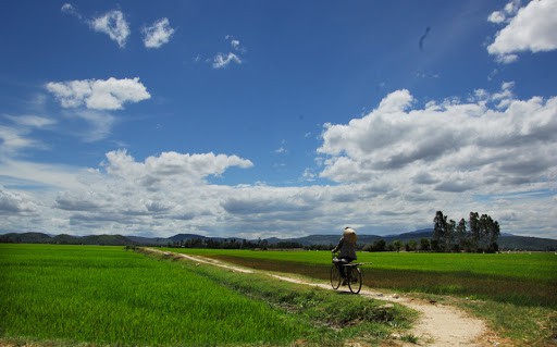 Vẻ đẹp thanh bình đậm chất quê hương của những cánh đồng lúa nơi Phú Yên