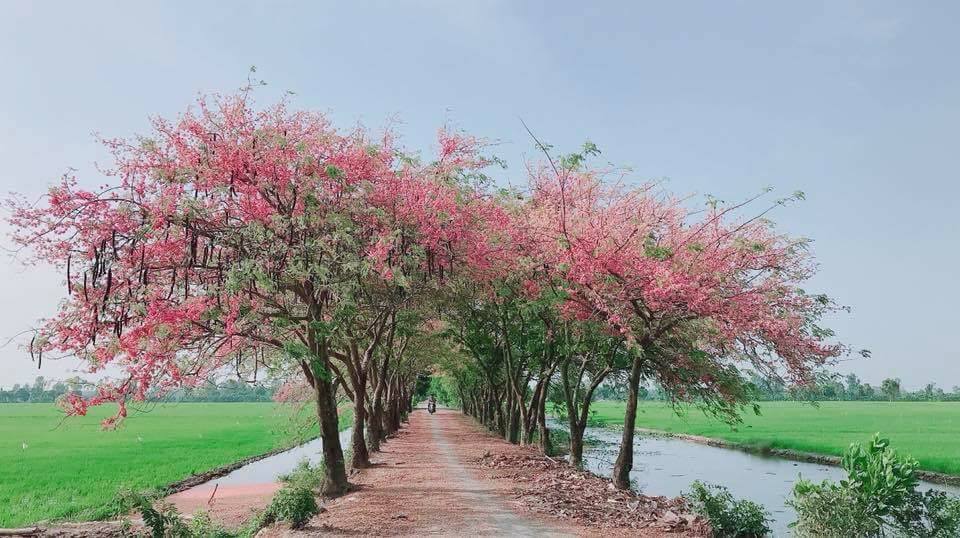 Cây ô môi - Anh đào miền Tây nở hoa đẹp rực rỡ tô thắm cho cả con đường làng
