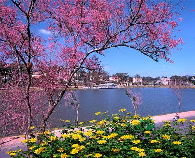Ngắm Mai Anh Đào rực rỡ bên hồ địa điểm du lịch ở Đà Lạt