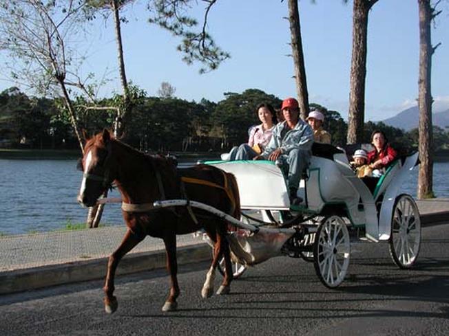 Đi xe ngựa dạo quanh Hồ Xuân Hương một thú vui tao nhã khi đi du lịch Đà Lạt
